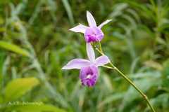 Arundina graminifolia